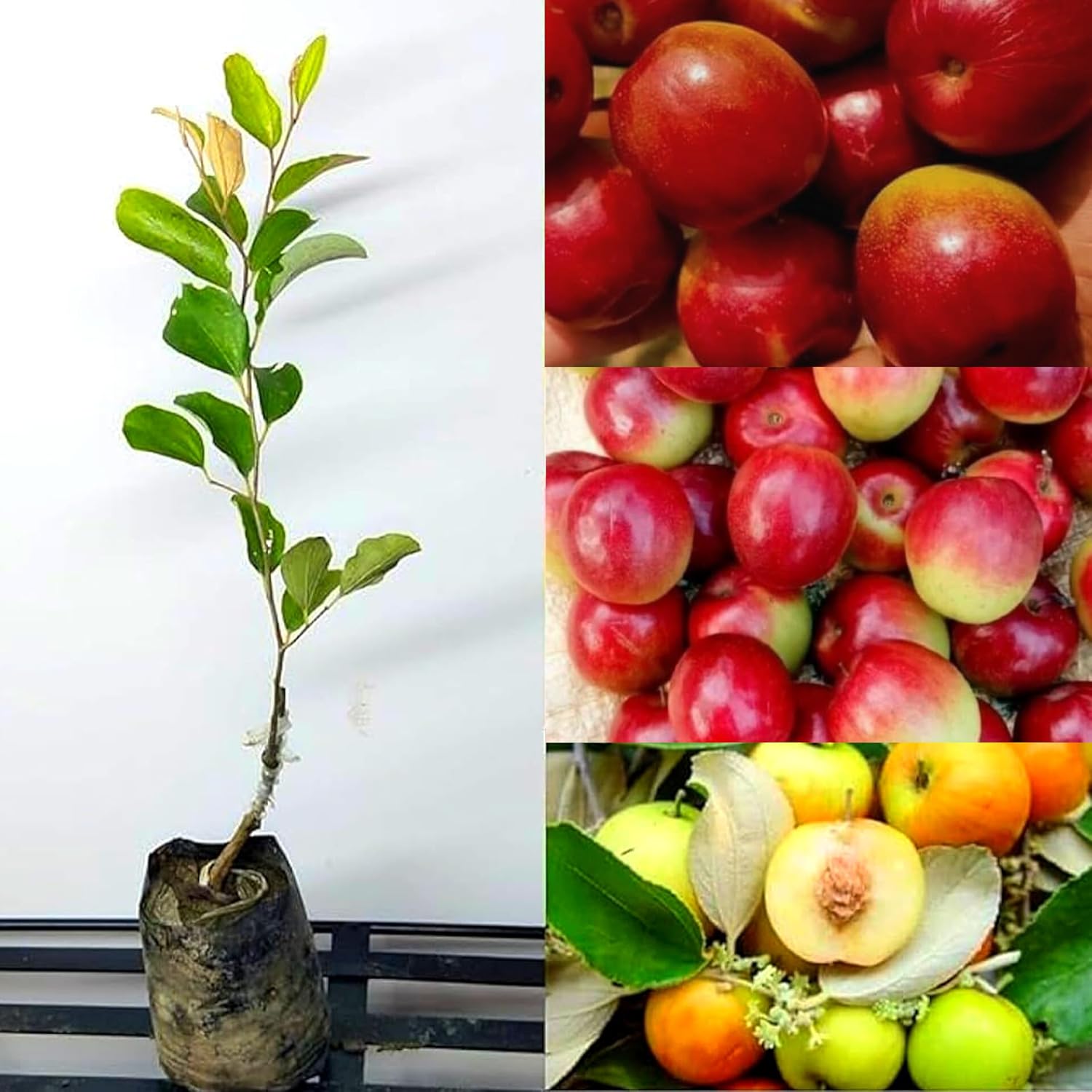 Ball Sundari Apple Ber Plant Grafted (Pack of 1 Healthy Plant) | High Yield Sweet Fruit Plant | Fast Growing Ber Tree for Home Garden_Shikha Plant Nursery
