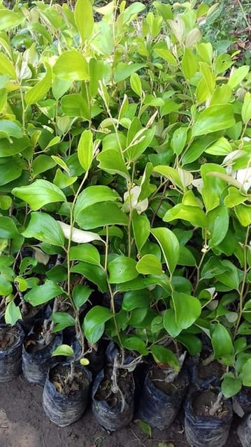 Ball Sundari Apple Ber Plant Grafted (Pack of 1 Healthy Plant) | High Yield Sweet Fruit Plant | Fast Growing Ber Tree for Home Garden_Shikha Plant Nursery