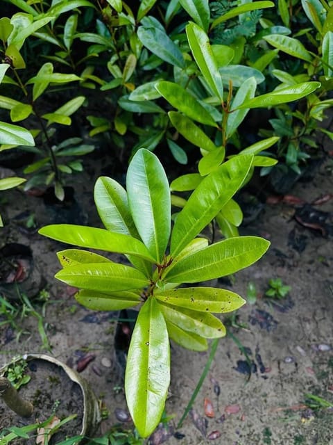 Allspice (Pimenta dioica) Plant||Jamaican Pepper Tree||Tree for Home Garden||Aromatic Spice Plant for Kitchen Garden||(pack of-1)_Shikha Plant Nursery