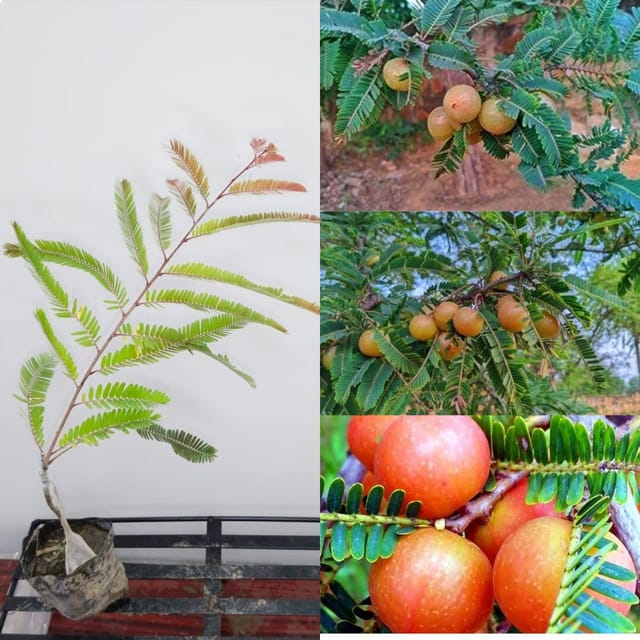 Thai Grafted Red Amla Plant | Premium Red Indian Gooseberry Fruit Tree | Healthy Grafted Plant | High Yield Exotic Fruit Variety | Pack of 1_Shikha Plant Nursery