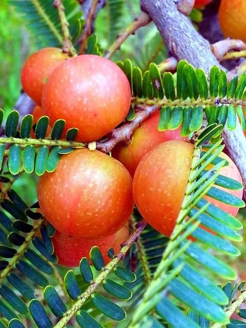 Thai Grafted Red Amla Plant | Premium Red Indian Gooseberry Fruit Tree | Healthy Grafted Plant | High Yield Exotic Fruit Variety | Pack of 1_Shikha Plant Nursery