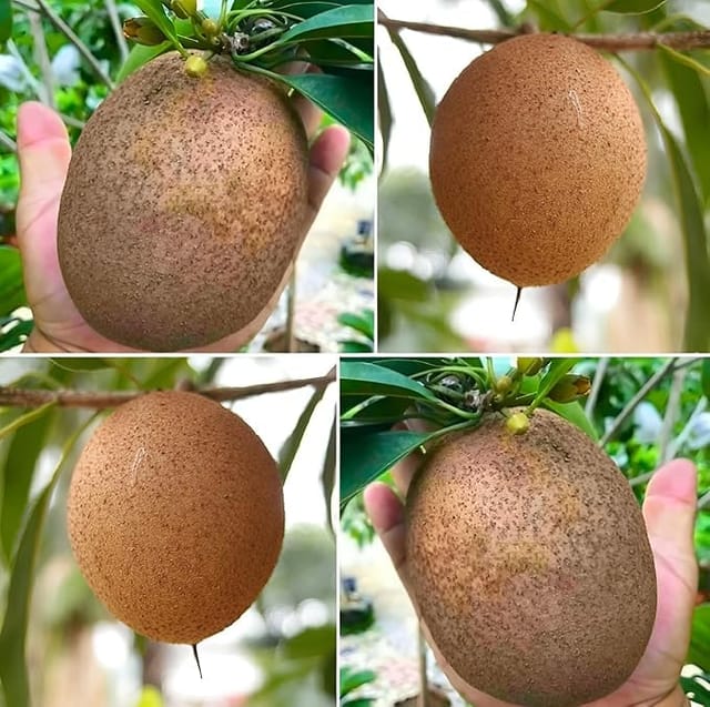 Thai Sapota Chiku (Sapodilla) Grafted Dwarf Variety Plant | Manilkara zapota | 2-3 Feet Healthy Fruit Plant | Early Fruiting | Pack of 1_Shikha Plant Nursery