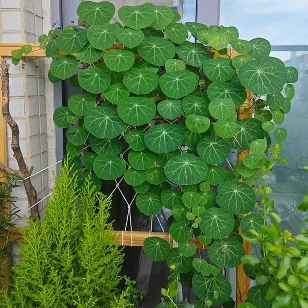 Stephania Erecta Bulb – Rare Exotic Caudex Plant | Unique Indoor Bonsai | Easy Care Decorative Houseplant for Home, Office & Terrarium | Healthy Live Bulb (Pack of 1)_Shikha Plant Nursery