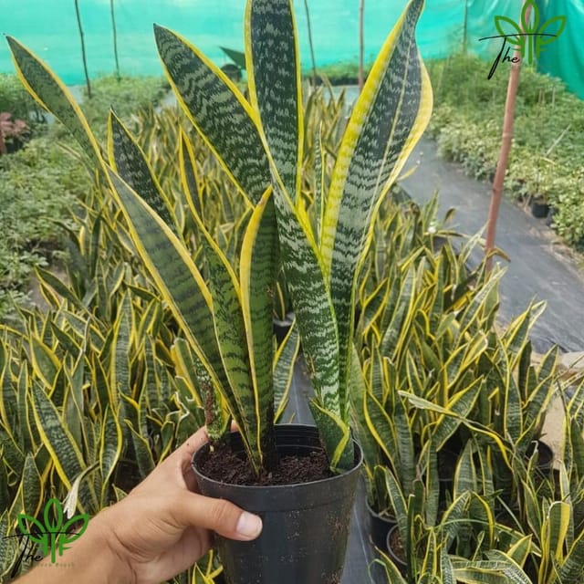 Snake Plant Indoor (Sansevieria Laurentii Yellow) | Air Purifying Lucky Plant | Low Maintenance Indoor Plant with Pot