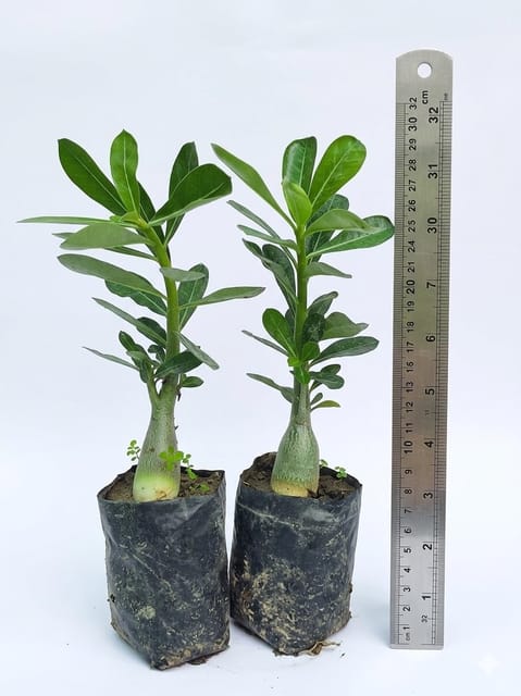 Adenium Desert Rose Live Plant Combo Pack of 3 | Healthy Live Bonsai Plants in Grow Bags | Mixed Color Flowering Succulent | Low Maintenance Outdoor & Balcony Plant | Without Pot