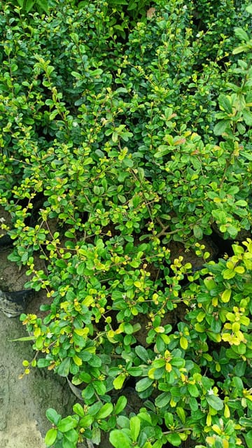 Fukien Tea Tree (Carmona retusa) Bonsai Plant