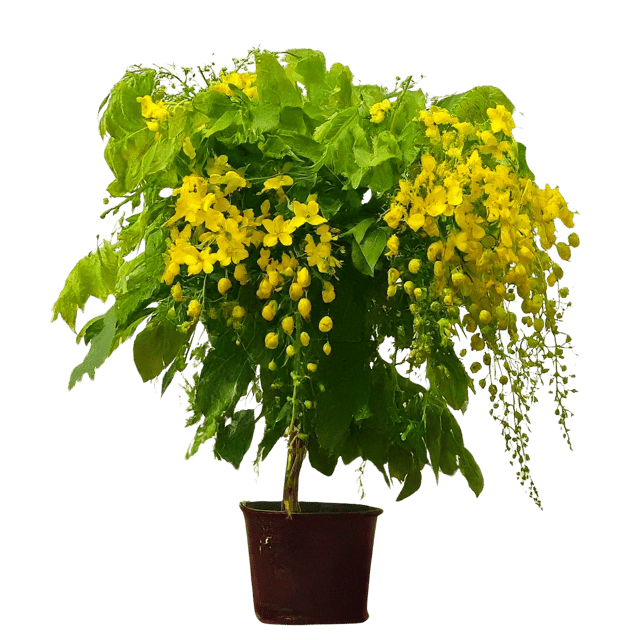 Amaltas Plant Seeds (Pack of 50) | Cassia fistula Seeds | Indian Laburnum Seeds | Golden Shower Tree Seeds | Pudding-Pipe Tree Seeds