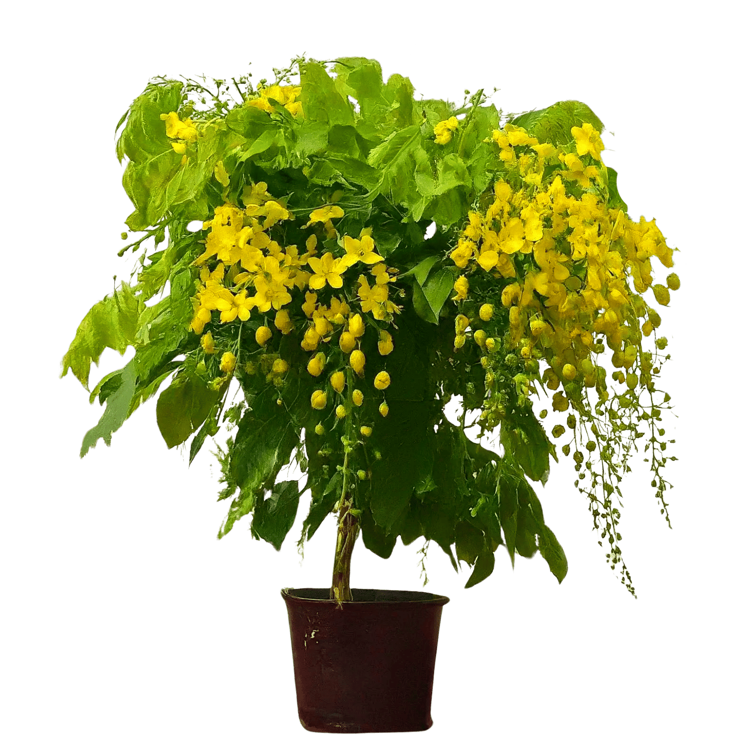 Amaltas Plant Seeds (Pack of 50) | Cassia fistula Seeds | Indian Laburnum Seeds | Golden Shower Tree Seeds | Pudding-Pipe Tree Seeds