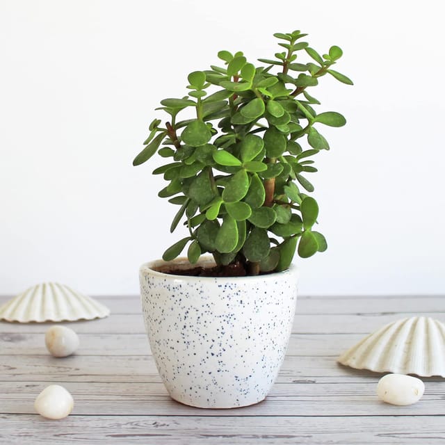 Jade Plant Lucky Plant-Praanadhaara