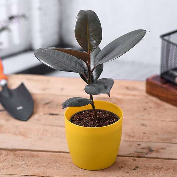 Black Rubber Plant / Black Prince - Praanadhaara