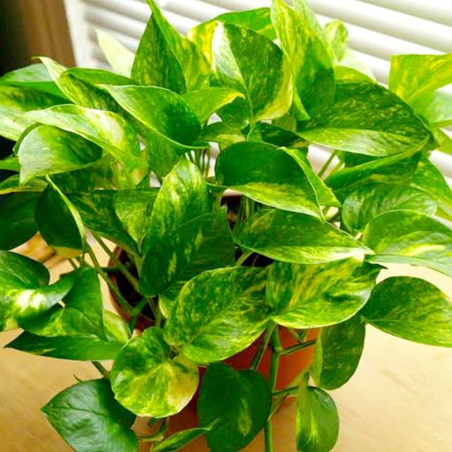 Golden Pothos Plant (Money Plant)