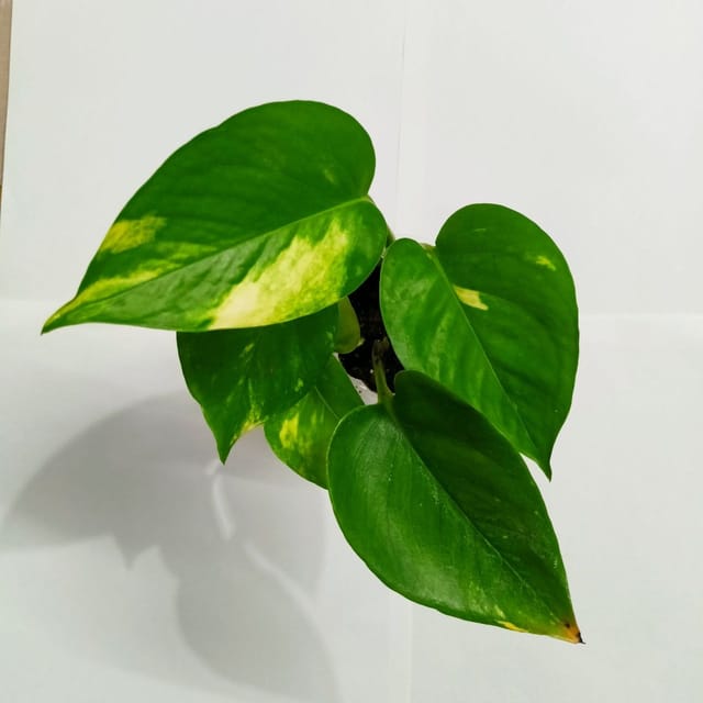 Golden Pothos Plant (Money Plant)