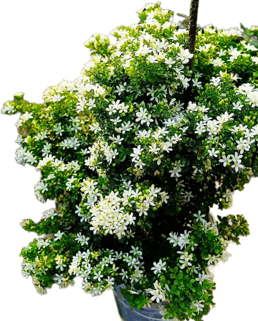 Madhukamini (Kamini)  | Murraya Paniculata | Fragrant White Flowering Plant | pack of 01