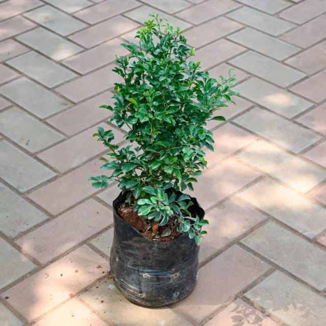 Madhukamini (Kamini)  | Murraya Paniculata | Fragrant White Flowering Plant | pack of 01