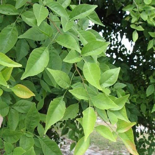 Bel Patra Plant/Bilva Patra Plant