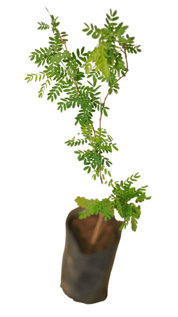 Real Shami Plant , Sangari wali Khejri [RAJ GARDEN PLANTS]