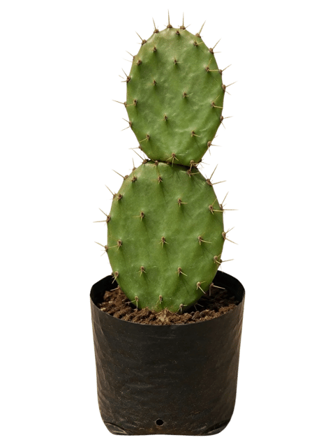 Nagfani, NagphaniCactus Plant, Prickly Pear Plant, Opuntia, Opuntia ovata [RAJ GARDEN PLANTS]
