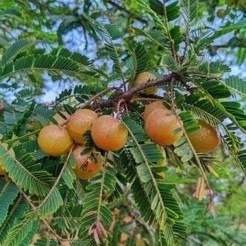 Red Amla Plant (Grafted) For Outdoor Gardening