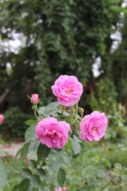 Pink Rose Plant