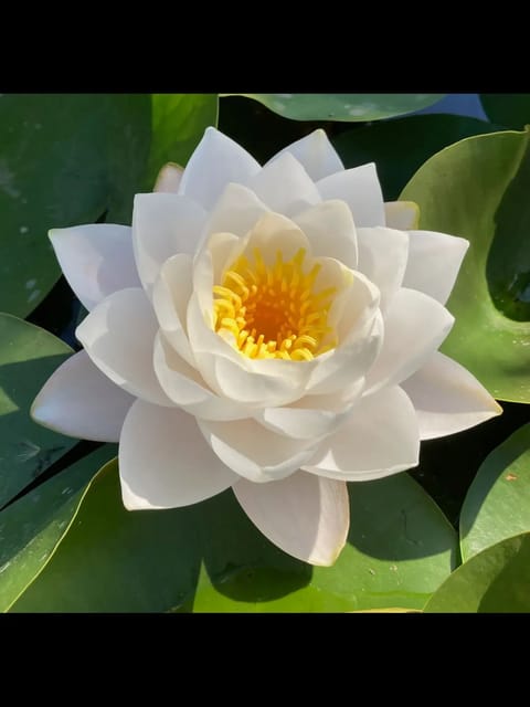Hardy Waterlilly Siam Jasmine