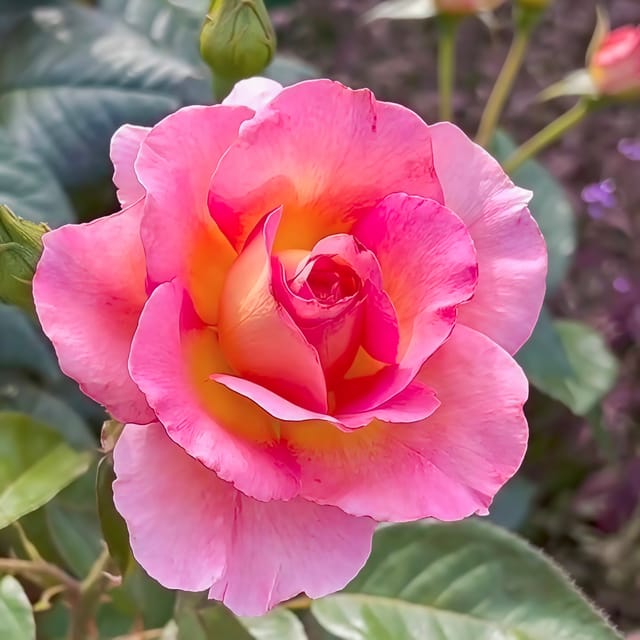 Hybrid Tea Pink Rose  Plant , pack of 01 plant