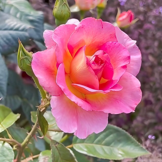 Hybrid Tea Pink Rose  Plant , pack of 01 plant