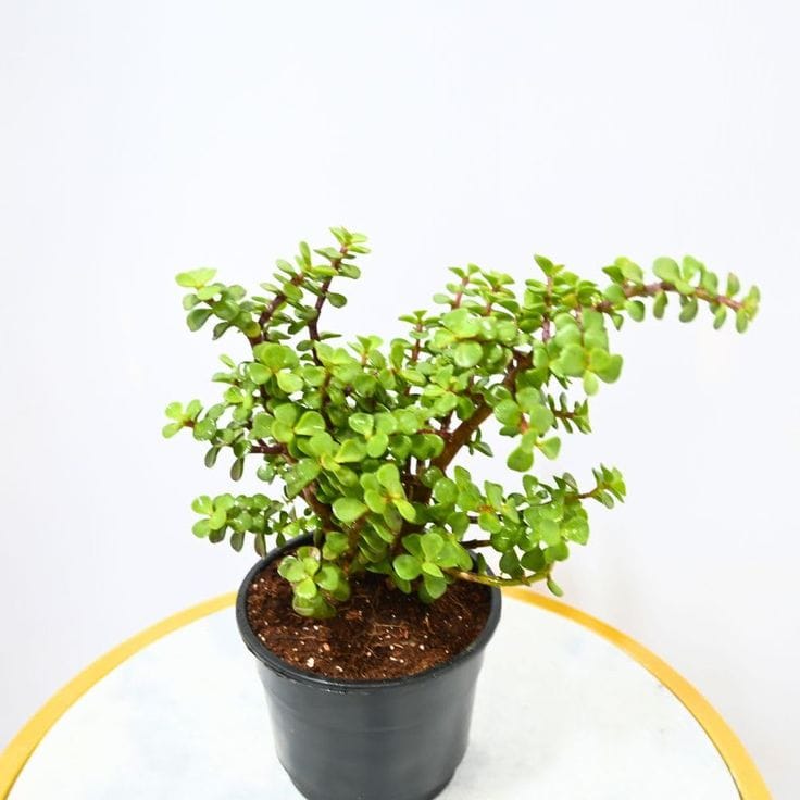 Dwarf Jade Plant  Indoor Plant (Pack of 01 With Pot)