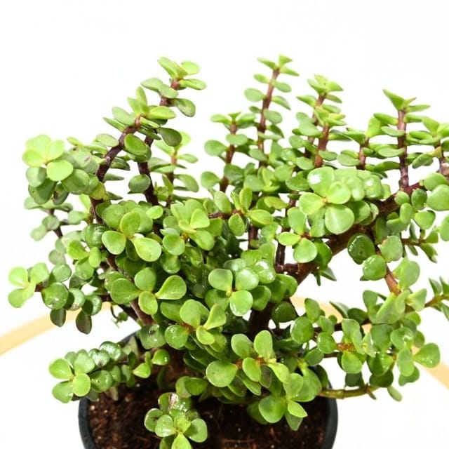 Dwarf Jade Plant  Indoor Plant (Pack of 01 With Pot)