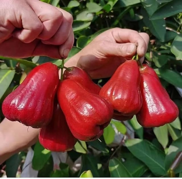 King Kong Red Wax Apple Fruiting Live Plant