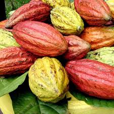 Cocoa Pod Fruiting Live Plant