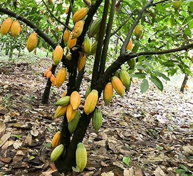 Cocoa Pod Fruiting Live Plant