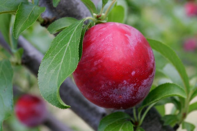 Red Plum Grafted Fruiting Live Plant