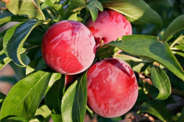 Red Plum Grafted Fruiting Live Plant