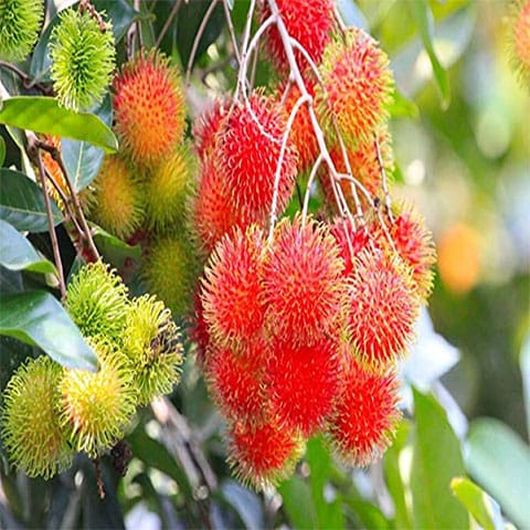 Rambutan N18 Fruiting Live Plant