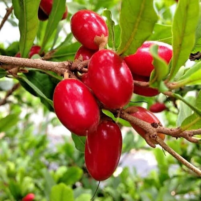Karonda Miracle Fruit Live Plant For Home Garden