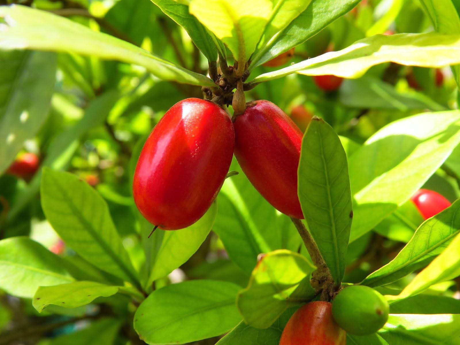 Karonda Miracle Fruit Live Plant For Home Garden