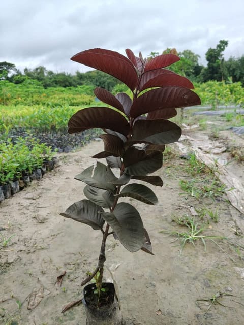 Black Diamond Guava Grafted Live Plant Sapling
