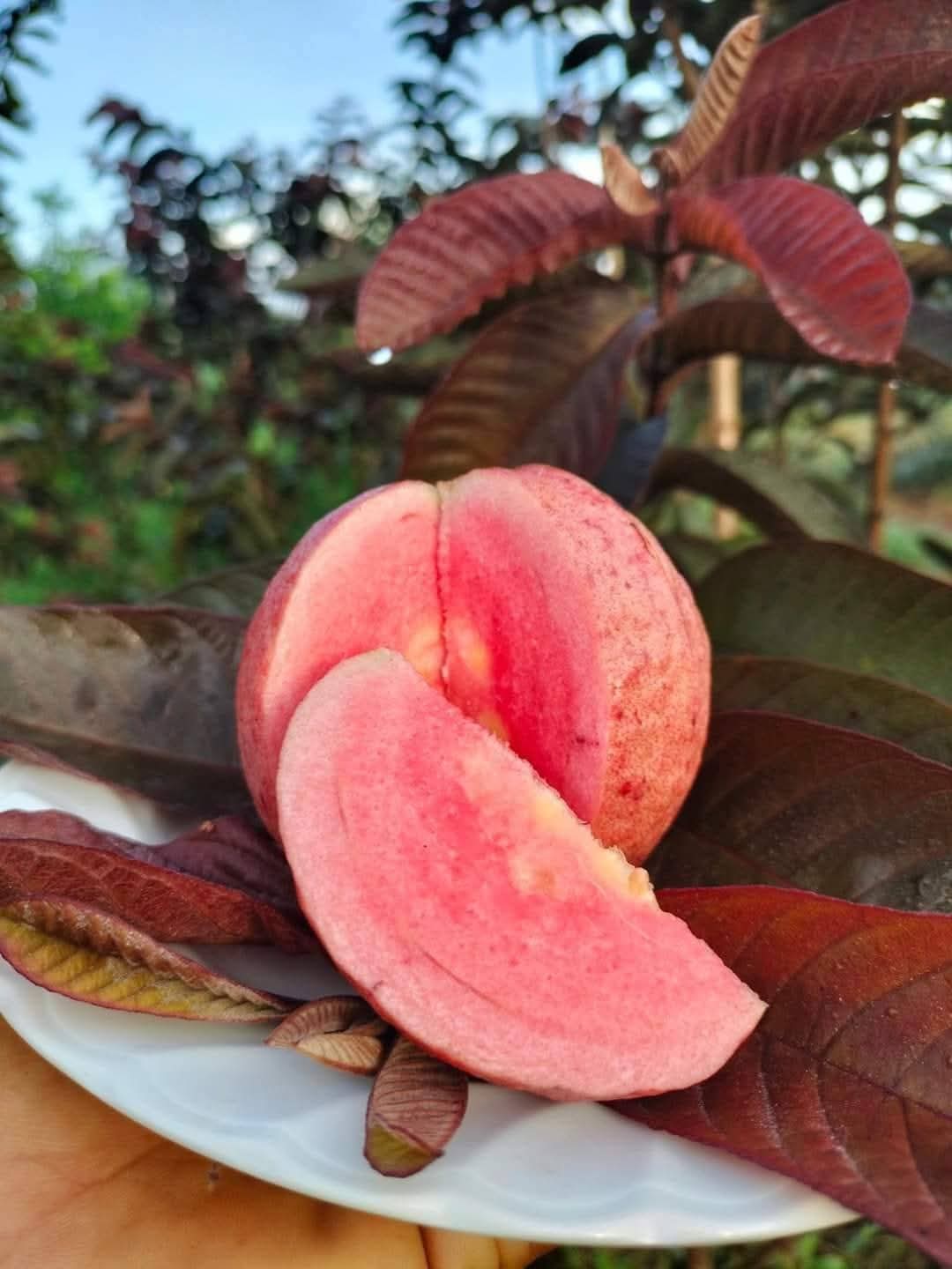 Black Diamond Guava Grafted Live Plant Sapling
