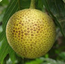 Breadfruit Fruiting Live Plant