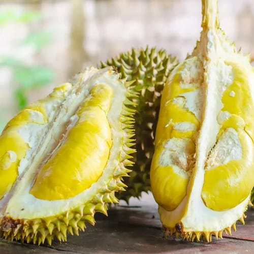 Durian Fruit Plant Sapling In Nursery Grow Bag