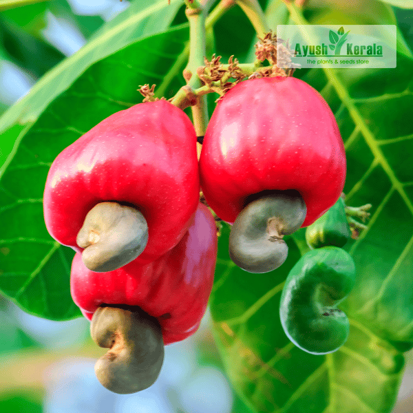 Cashew Fruiting Live Plant