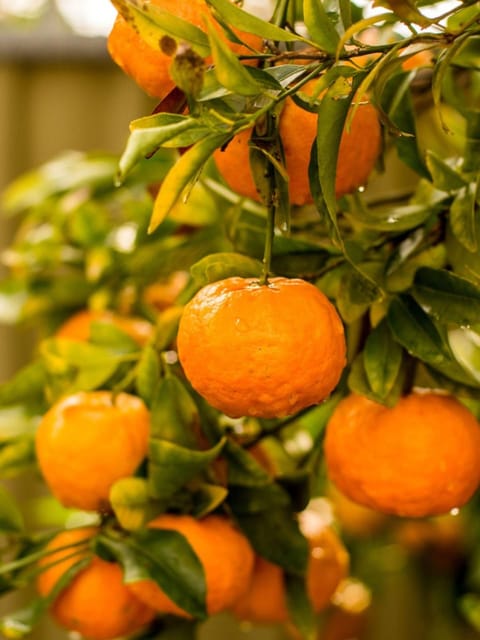 Sweet Mandarin Orange Grafted Fruit Bearing Live Plant