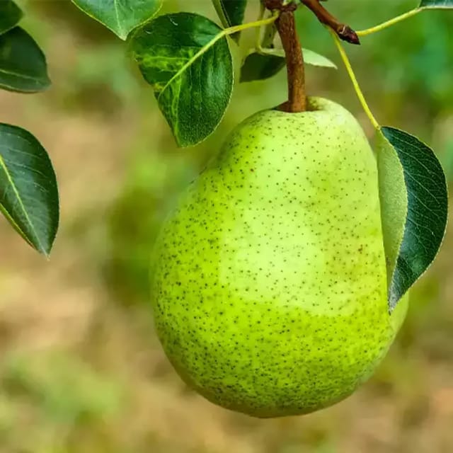 Pear Fruit Live Plant Sapling In Grow Bag