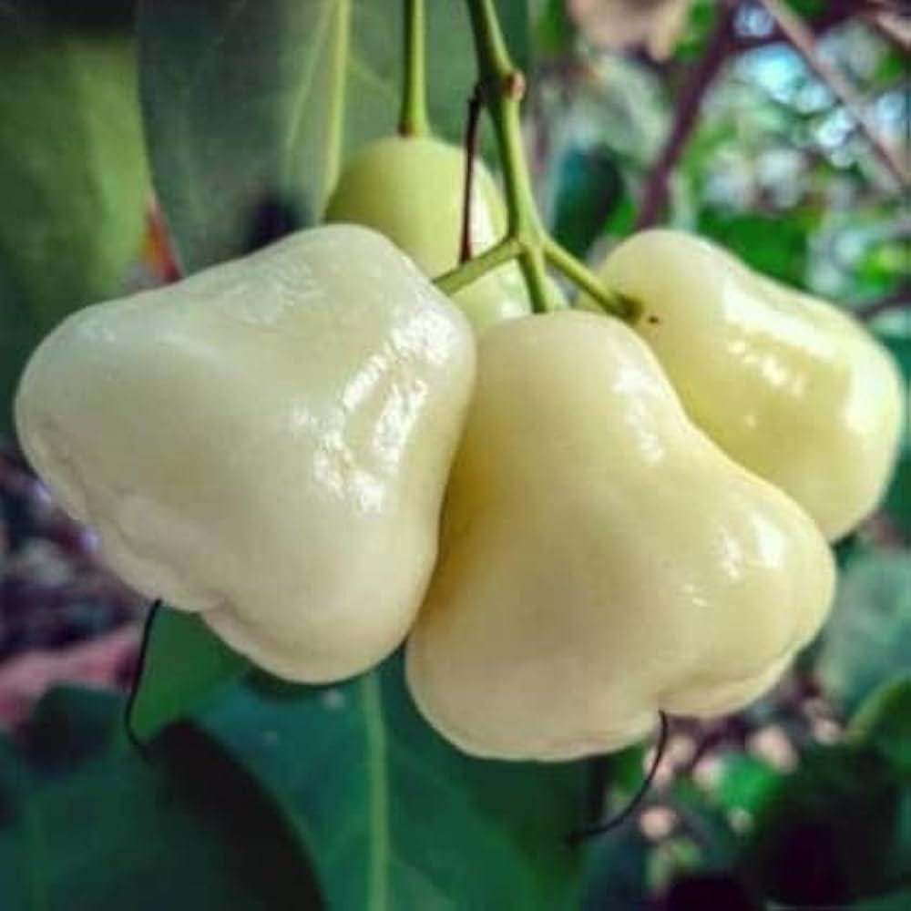 White Wax Apple Fruiting Live Plant