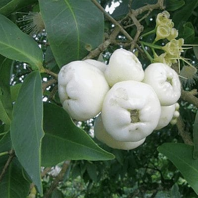 White Wax Apple Fruiting Live Plant