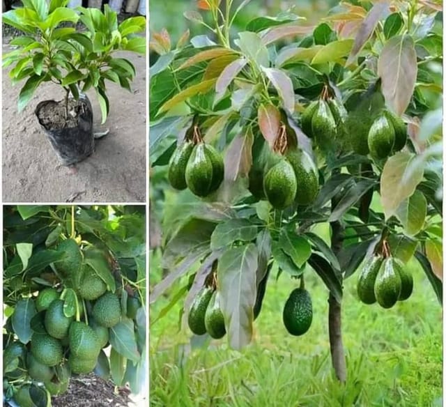 Avocado Fruiting Live Plant