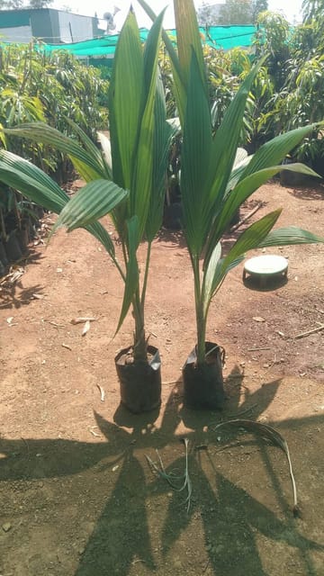 Gangabardhan Coconut Palm Live Plant In Grow Bag