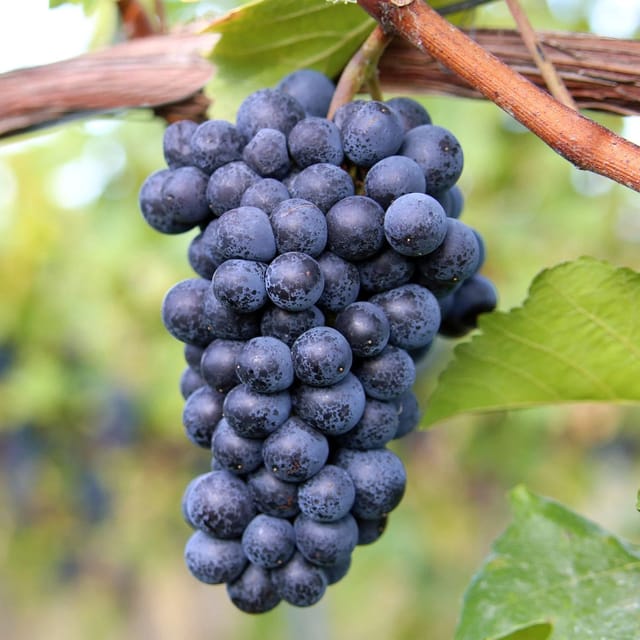 Black Grape Vine Fruiting Live Plant