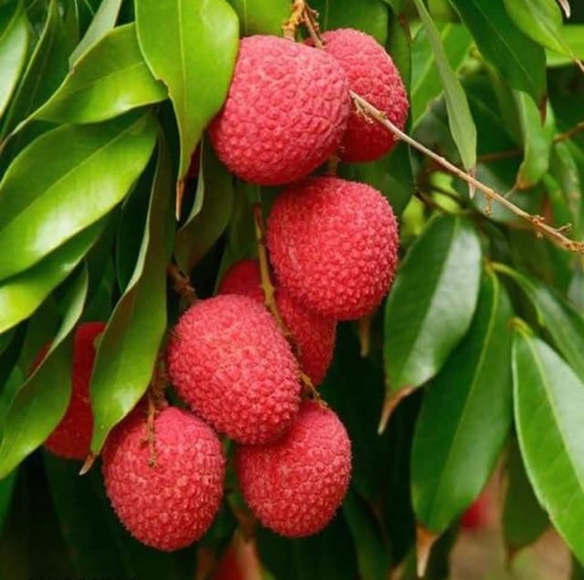 Bombay Lychee Air-Layered Live Fruit Plant Sapling