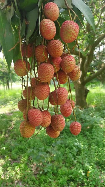 Bombay Lychee Air-Layered Live Fruit Plant Sapling